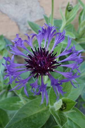 Centaurea montana \ Berg-Flockenblume, Berg-Kornblume / Perennial Cornflower, D Mannheim 2.5.2022