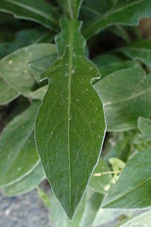 Centaurea montana \ Berg-Flockenblume, Berg-Kornblume / Perennial Cornflower, D Mannheim 2.5.2022