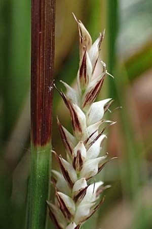 Carex morrowii \ Japan-Segge / Japanese Sedge, D Bochum 20.6.2022