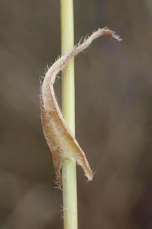 Camelina microcarpa \ Kleinfr�chtiger Leindotter / Lesser Gold of Pleasure, Small-Seed False-Flax, D Th&uuml;ringen, Heldrungen 16.6.2023