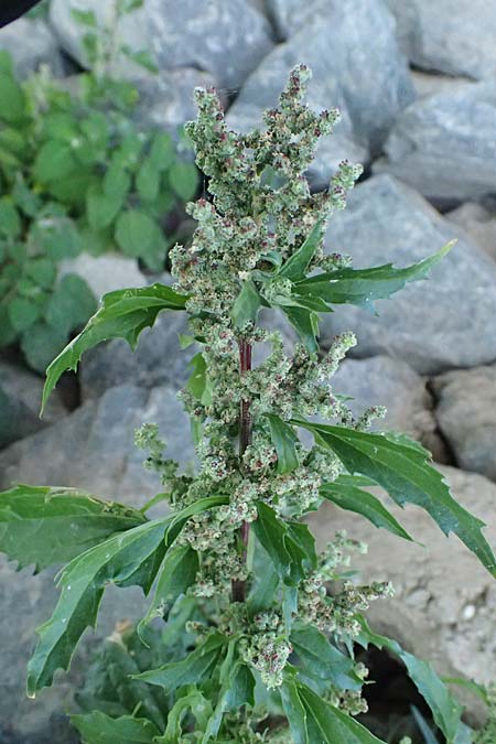 Chenopodium rhombifolium \ S�gebl�ttriger G�nsefu� / Serrate-Leaved Goosefoot, D Mannheim 27.8.2024