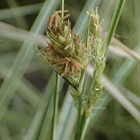 Carex morrowii \ Japan-Segge / Japanese Sedge, D Duisburg 19.6.2025
