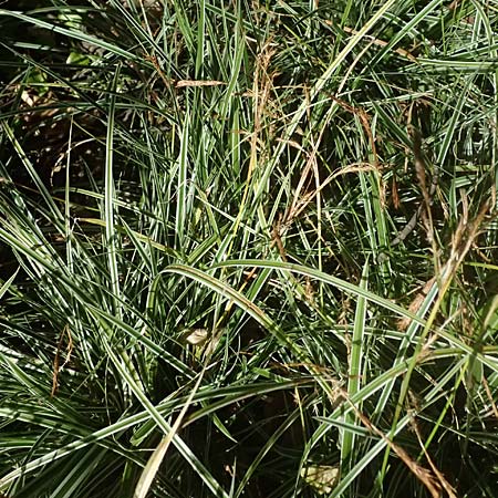 Carex morrowii \ Japan-Segge / Japanese Sedge, D Duisburg 19.6.2025