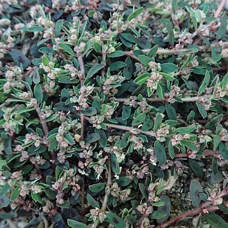 Chamaesyce maculata \ Gefleckte Wolfsmilch / Spotted Spurge, Spotted Sandmat, D Duisburg 20.6.2025