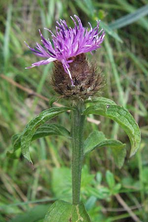 Centaurea nigra subsp. nemoralis \ Hain-Flockenblume, Schwarze Flockenblume / Common Knapweed, D Odenwald, Unterflockenbach 9.7.2007