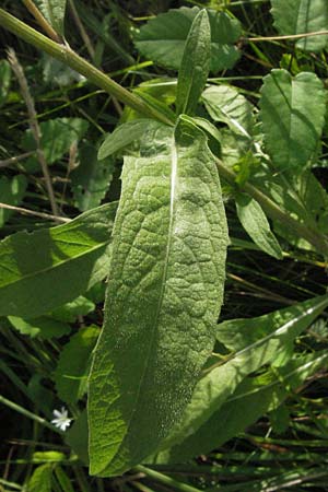 Centaurea nigra subsp. nemoralis \ Hain-Flockenblume, Schwarze Flockenblume / Common Knapweed, D Odenwald, Unterflockenbach 9.7.2007