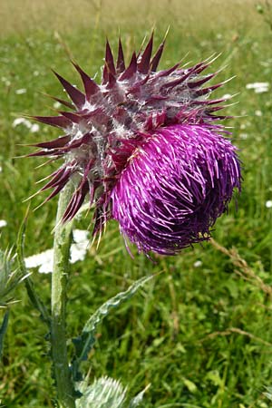 Carduus nutans \ Nickende Distel / Musk Thistle, D Blaubeuren 10.7.2015