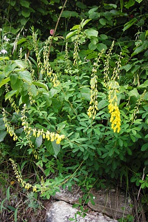 Cytisus nigricans \ Schwarzwerdender Gei�klee / Black Broom, D T&uuml;bingen 20.6.2015