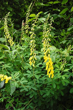 Cytisus nigricans \ Schwarzwerdender Gei�klee / Black Broom, D T&uuml;bingen 20.6.2015