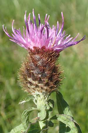 Centaurea nigra subsp. nemoralis \ Hain-Flockenblume, Schwarze Flockenblume / Common Knapweed, D Odenwald, Hammelbach 2.10.2015
