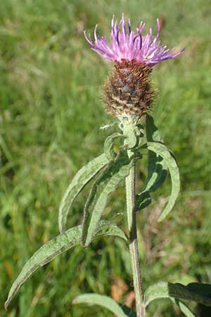 Centaurea nigra subsp. nemoralis \ Hain-Flockenblume, Schwarze Flockenblume / Common Knapweed, D Odenwald, Hammelbach 2.10.2015