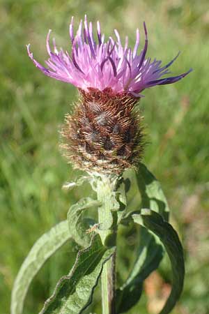 Centaurea nigra subsp. nemoralis \ Hain-Flockenblume, Schwarze Flockenblume / Common Knapweed, D Odenwald, Hammelbach 2.10.2015