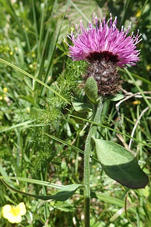 Centaurea nigra subsp. nemoralis \ Hain-Flockenblume, Schwarze Flockenblume / Common Knapweed, D Schwarzwald/Black-Forest, Feldberg 10.7.2016