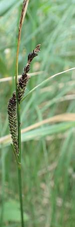 Carex nigra \ Braune Segge / Common Sedge, D Odenwald, Michelstadt 10.9.2016