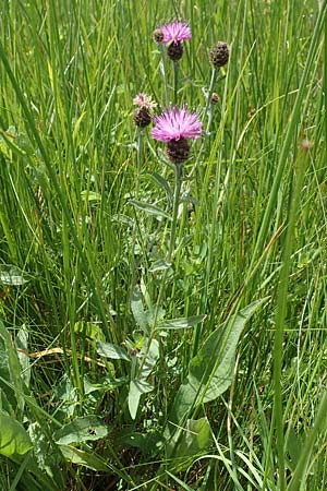 Centaurea nigra subsp. nemoralis \ Hain-Flockenblume, Schwarze Flockenblume / Common Knapweed, D Odenwald, Grasellenbach 16.6.2017