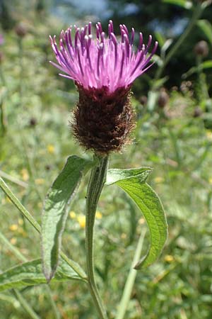 Centaurea nigra subsp. nemoralis \ Hain-Flockenblume, Schwarze Flockenblume / Common Knapweed, D Schwarzwald/Black-Forest, Hornisgrinde 3.7.2018