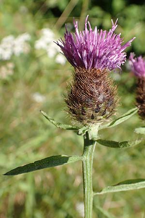 Centaurea nigra subsp. nemoralis \ Hain-Flockenblume, Schwarze Flockenblume / Common Knapweed, D Petersberg-Marbach 30.7.2020