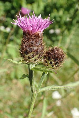 Centaurea nigra subsp. nemoralis \ Hain-Flockenblume, Schwarze Flockenblume / Common Knapweed, D Petersberg-Marbach 30.7.2020