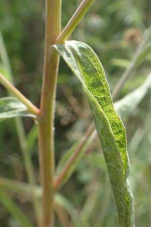 Centaurea nigra subsp. nemoralis \ Hain-Flockenblume, Schwarze Flockenblume / Common Knapweed, D Odenwald, Eulsbach 27.8.2020