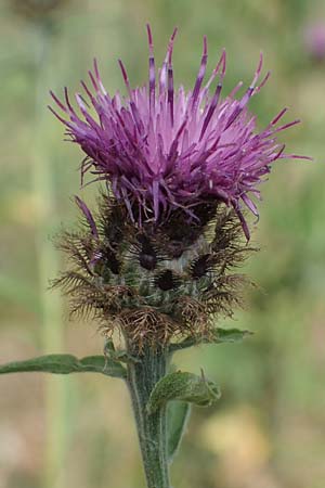 Centaurea nigra subsp. nemoralis \ Hain-Flockenblume, Schwarze Flockenblume / Common Knapweed, D Schlitz 21.6.2022