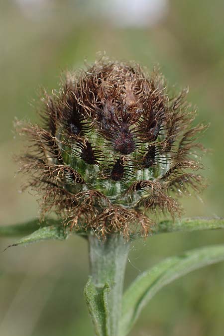 Centaurea nigra subsp. nemoralis \ Hain-Flockenblume, Schwarze Flockenblume / Common Knapweed, D Schlitz 21.6.2022