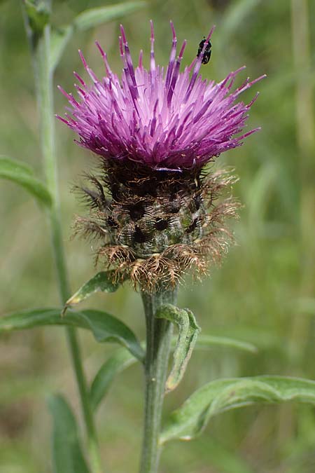 Centaurea nigra subsp. nemoralis \ Hain-Flockenblume, Schwarze Flockenblume / Common Knapweed, D Schlitz 21.6.2022