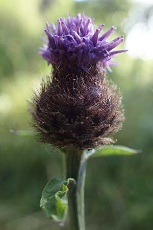 Centaurea nigra subsp. nemoralis \ Hain-Flockenblume, Schwarze Flockenblume / Common Knapweed, D Hunsr&uuml;ck, B&ouml;rfink 18.7.2022