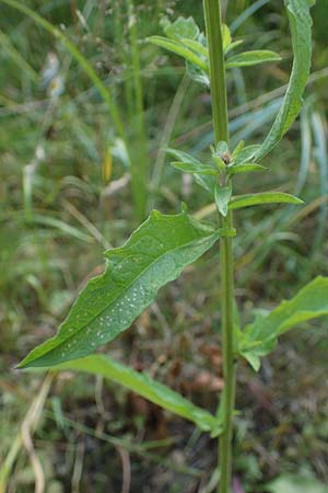 Centaurea nigra subsp. nemoralis \ Hain-Flockenblume, Schwarze Flockenblume / Common Knapweed, D Hunsr&uuml;ck, B&ouml;rfink 18.7.2022