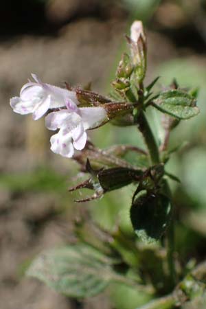 Clinopodium calamintha \ Kleinbl�tige Bergminze / Lesser Calamint, D Weinheim an der Bergstra&szlig;e, Botan. Gar.  Hermannshof 9.10.2022
