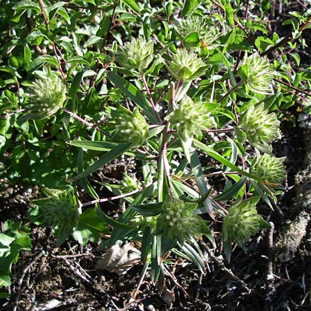 Collomia grandiflora \ Gro�blumige Leimsaat / Large-Flowered Collomia, D Kellenbach 7.7.2008