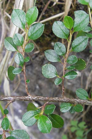 Cotoneaster divaricatus \ Sparrige Zwergmispel, Gl�nzende Zwergmispel / Spreading Cotoneaster, D Idar-Oberstein 25.6.2011
