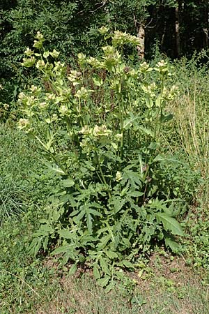 Cirsium oleraceum \ Kohl-Kratzdistel, Kohl-Distel / Cabbage Thistle, D Beuron 26.7.2015