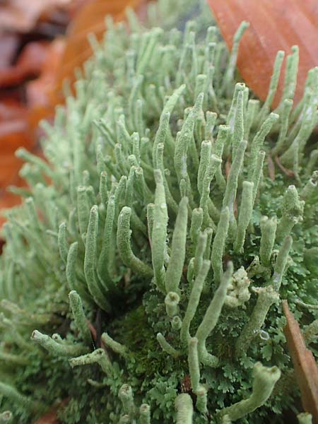 Cladonia coniocraea ? \ Gew�hnliche S�ulen-Flechte / Common Powderhorn Lichen, D Schriesheim-Altenbach 8.11.2015