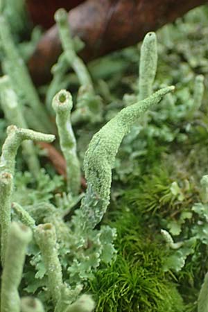 Cladonia coniocraea ? \ Gew�hnliche S�ulen-Flechte / Common Powderhorn Lichen, D Schriesheim-Altenbach 8.11.2015
