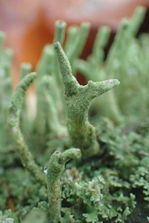 Cladonia coniocraea ? \ Gew�hnliche S�ulen-Flechte / Common Powderhorn Lichen, D Schriesheim-Altenbach 8.11.2015