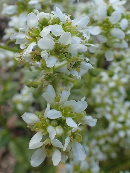 Cochlearia officinalis \ Echtes L�ffelkraut / Common Scurvy-Grass, D Botan. Gar.  Universit.  Heidelberg 21.4.2016