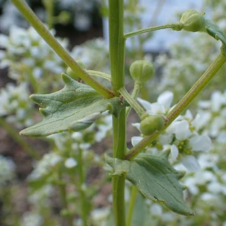 Cochlearia officinalis \ Echtes L�ffelkraut / Common Scurvy-Grass, D Botan. Gar.  Universit.  Heidelberg 21.4.2016