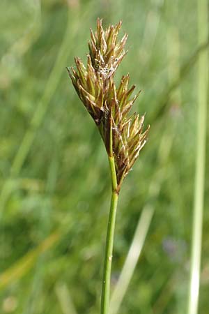 Carex ovalis \ Hasenfu�-Segge, Hasenpfoten-Segge / Oval Sedge, D Pfronten 28.6.2016