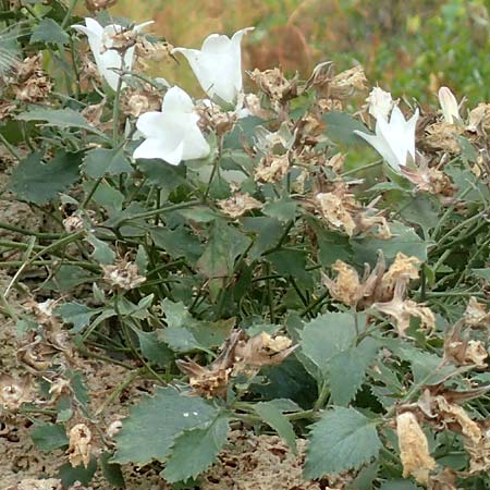 Campanula choruhensis \ Coruh-Glockenblume / Choruhian Bellflower, D Botan. Gar.  Universit.  T&uuml;bingen 3.9.2016