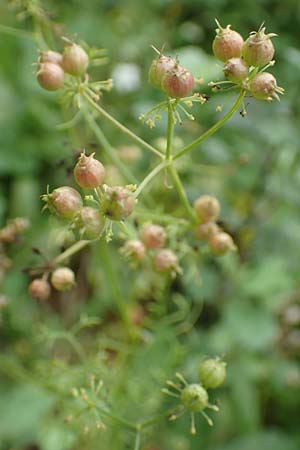 Coriandrum sativum \ Koriander / Coriander Seeds, Cilandro, D M&ouml;mlingen 17.9.2016