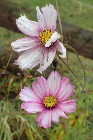 Cosmos bipinnatus \ Schmuckk�rbchen, Fiederbl�ttrige Schmuckblume / Garden Cosmos, Mexican Aster, D Heidelberg 22.10.2016