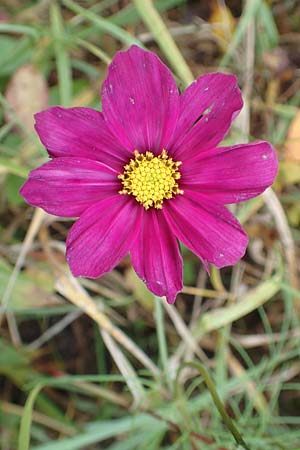 Cosmos bipinnatus \ Schmuckk�rbchen, Fiederbl�ttrige Schmuckblume / Garden Cosmos, Mexican Aster, D Heidelberg 22.10.2016