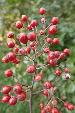 Rosa multiflora \ Vielbl�tige Rose / Many-Flowered Rose, D Mannheim 13.11.2016