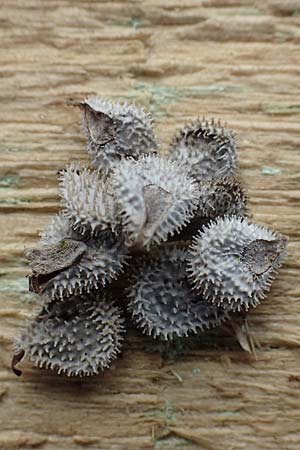 Cynoglossum officinale \ Gew�hnliche Hundszunge / Hound's-Tongue, D Schwetzingen 5.3.2017