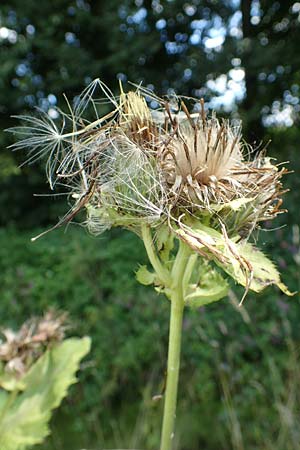 Cirsium oleraceum \ Kohl-Kratzdistel, Kohl-Distel / Cabbage Thistle, D Obernburg am Main 19.8.2017