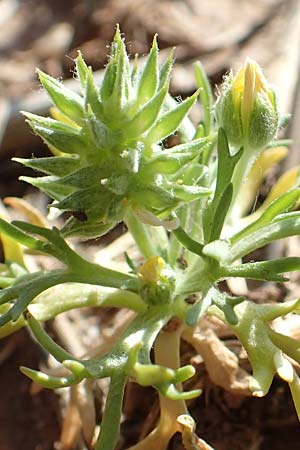 Ceratocephala orthoceras \ Geradfr�chtiges Hornk�pfchen / Bur Buttercup, D Aichtal 18.4.2018