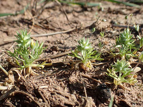 Ceratocephala orthoceras \ Geradfr�chtiges Hornk�pfchen / Bur Buttercup, D Aichtal 18.4.2018