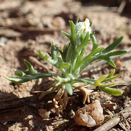 Ceratocephala orthoceras \ Geradfr�chtiges Hornk�pfchen / Bur Buttercup, D Aichtal 18.4.2018