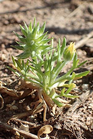 Ceratocephala orthoceras, Geradfr&uuml;chtiges Hornk�pfchen
