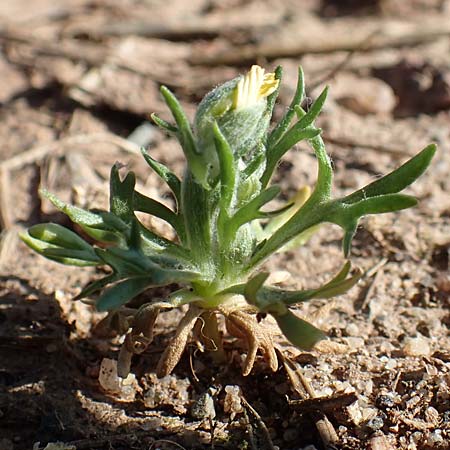 Ceratocephala orthoceras \ Geradfr�chtiges Hornk�pfchen / Bur Buttercup, D Aichtal 18.4.2018